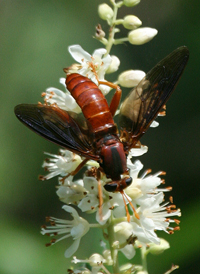 Mydas brunneus